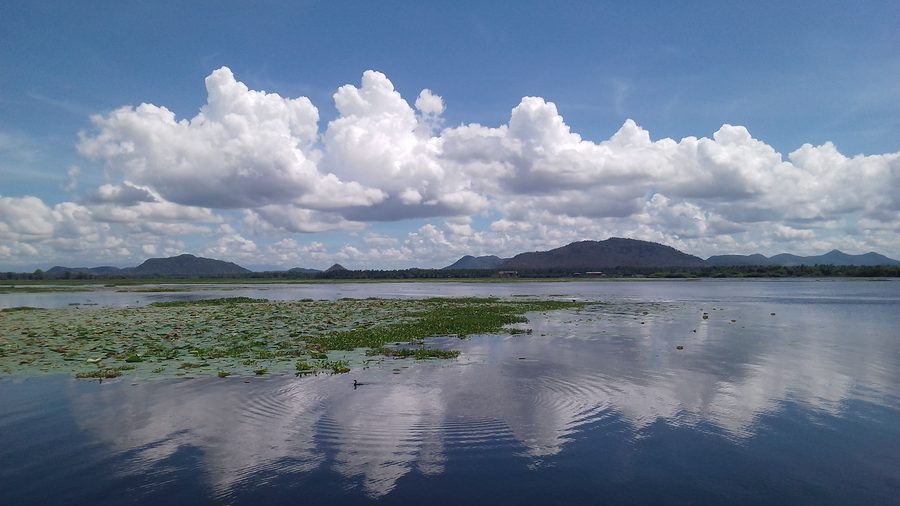 Tissa-Wewa-See bei Tissamaharama mit Seerosen und einem schwimmenden Kormoran