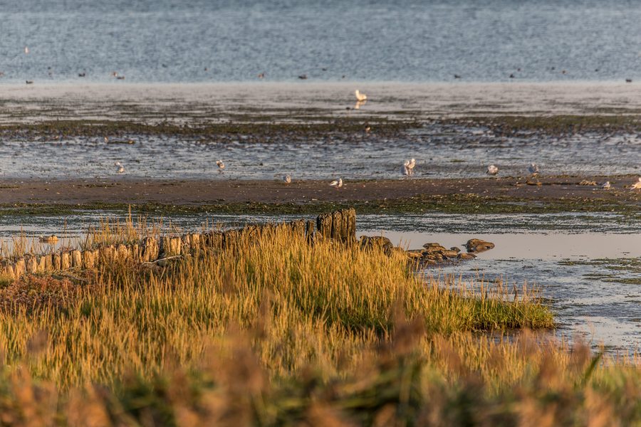 Alte Buhnenreihe in der Salzwasserlagune des Beltringharder Koogs