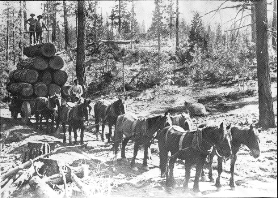 Early-day logging between Heber and Overgaard