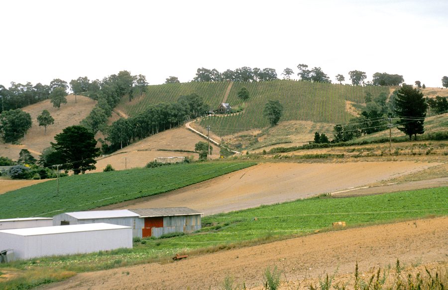 Weinberge und Mischland in den Adelaide Hills