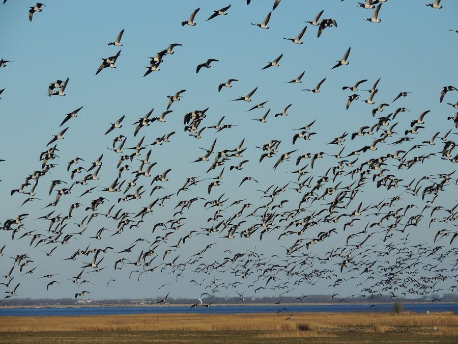 Brandgänse im Lauwersmeer-Nationalpark bei Ezumakeeg