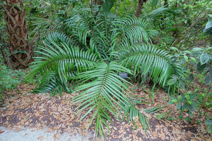 Botanisches Exemplar im McKee Botanical Garden in Vero Beach