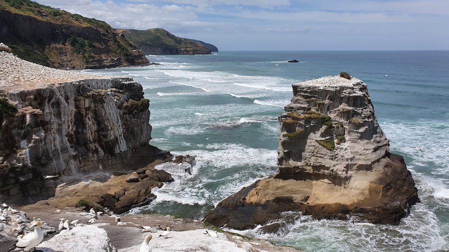 Kolonie Australischer Tölpel an der Küste von Muriwai