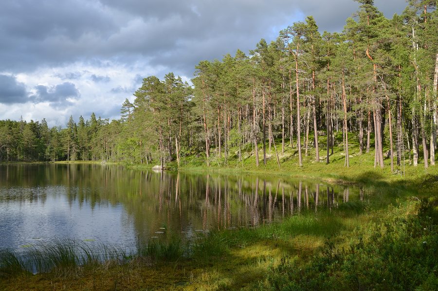 Landschaft im Nationalpark Norra Kvill in Schweden