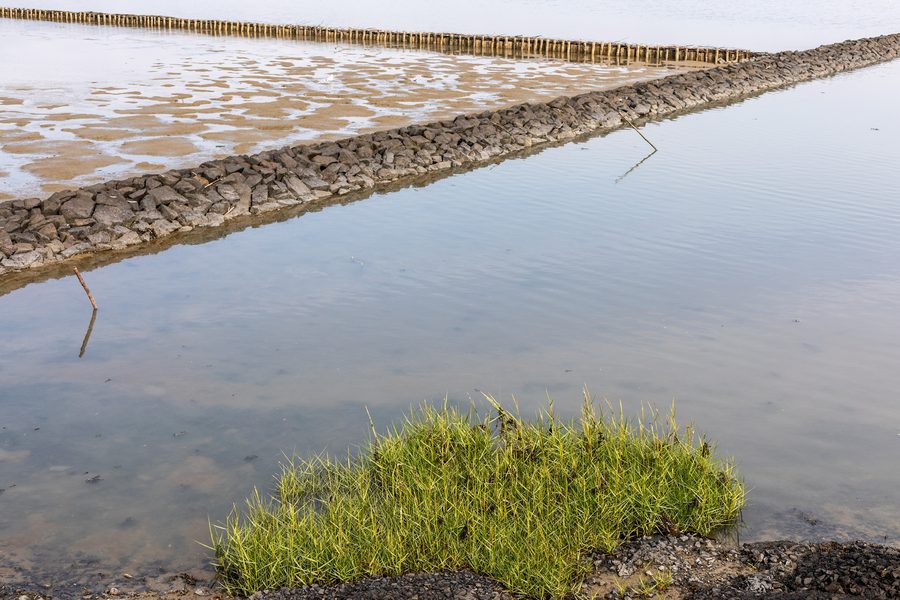 Schlickgras im Wattenmeer östlich von Bensersiel