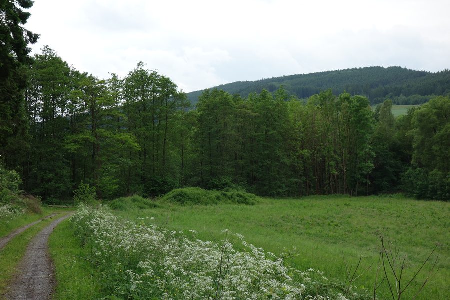 Östlicher Rand des Naturschutzgebiets Erlenwald südlich von Frenkhausen