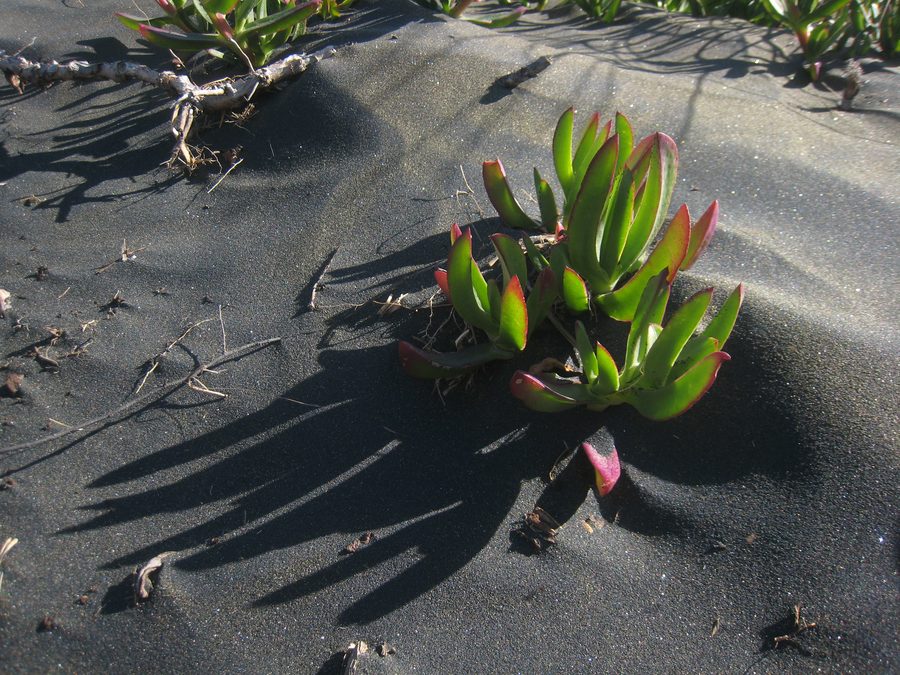 Eispflanze in den Sanddünen hinter Muriwai Beach