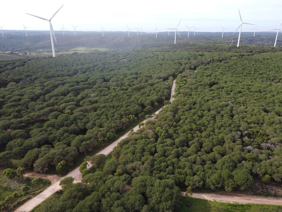 Aerial view of the Mata Nacional de Barão de São João forest in Lagos, Algarve, Portugal