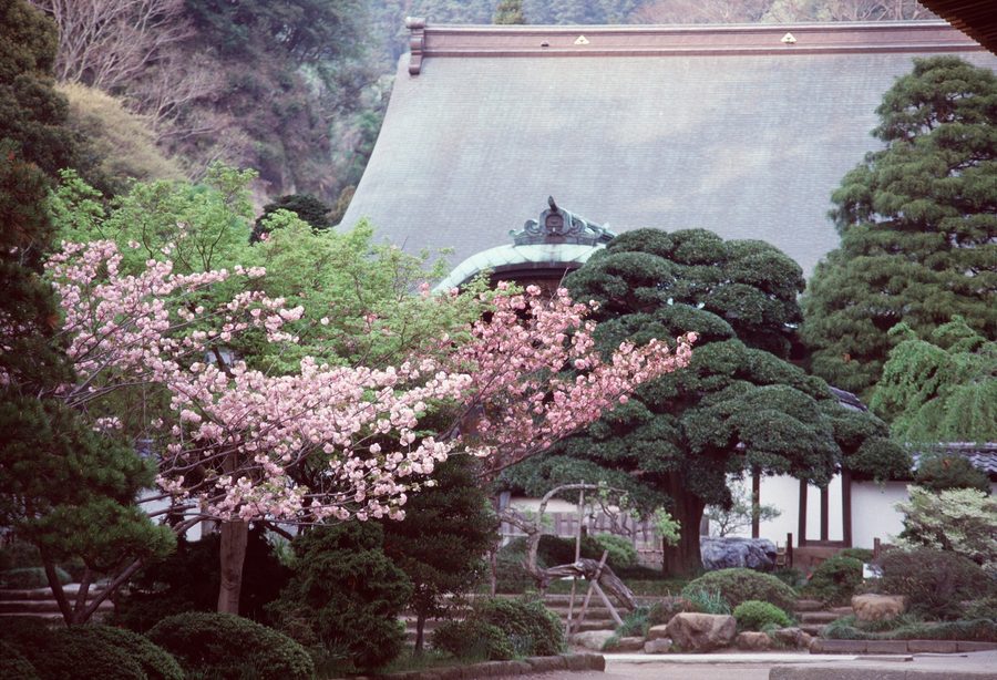 Japanischer Tempelgarten mit Teich und üppiger Vegetation