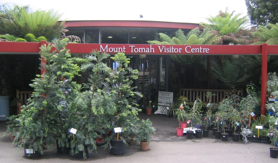 Wollemi-Kiefer vor dem Besucherzentrum des Botanischen Gartens Mount Tomah