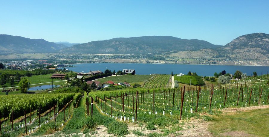 Blick auf den Okanagan Lake von den Weinbergen am Naramata Bench.