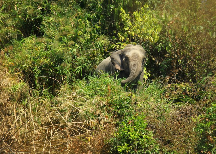Asiatischer Elefant im Naturraum von Inani bei Cox's Bazar