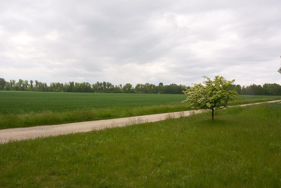Landschaft um das Restloch Zechau im Altenburger Land