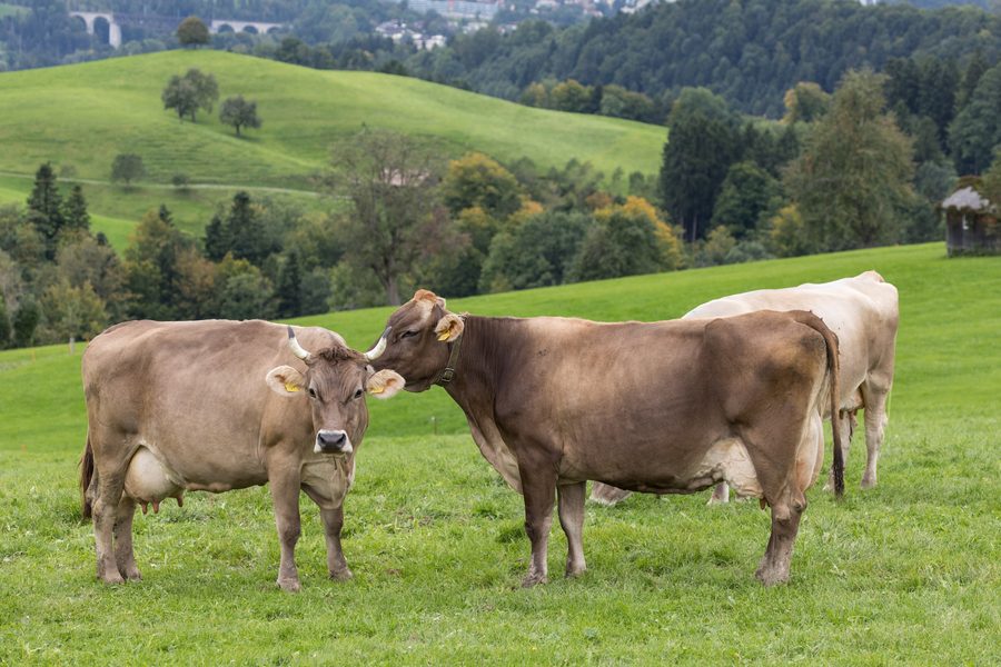 Weidende Kühe im Appenzellerland