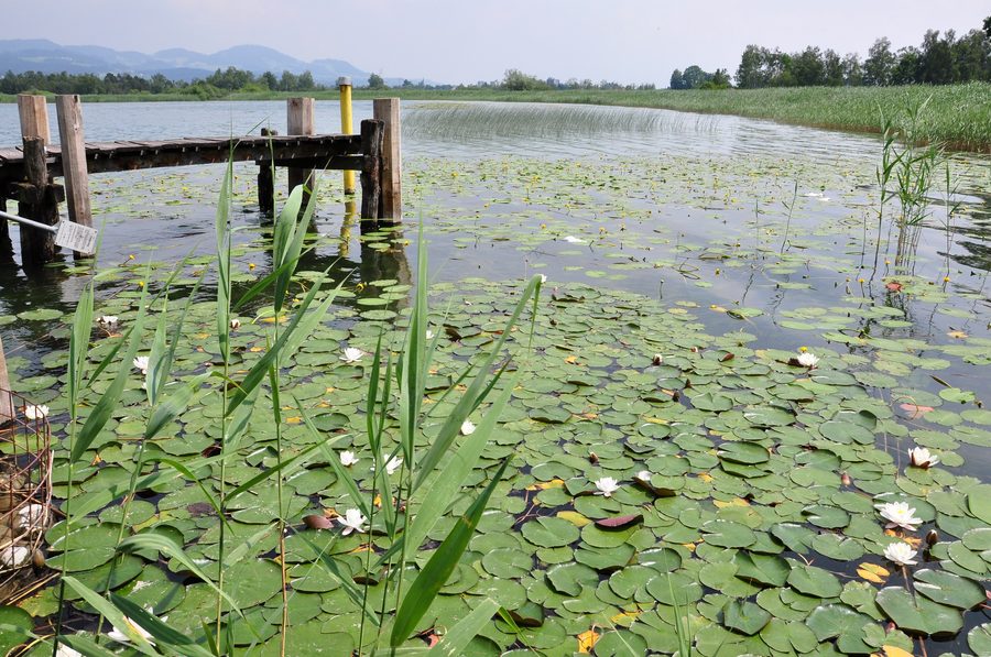 Schilfgebiet am Ufer des Pfäffikersees bei Seegräben