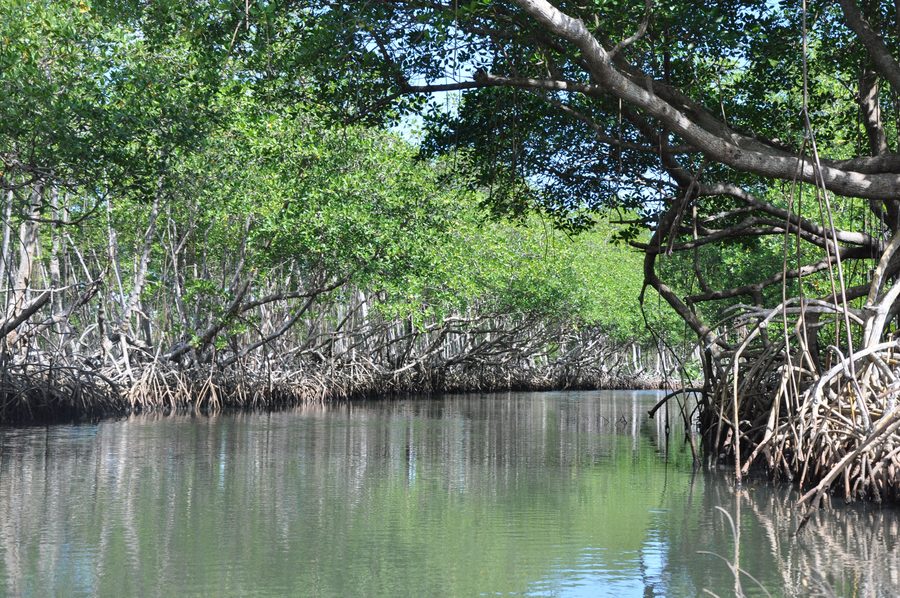 Caño-Hondo-Fluss im Nationalpark Los Haitises an der Bucht von Samaná