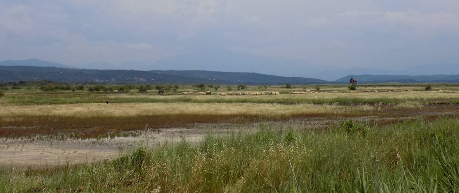 Schaf in den Feuchtflächen der Ulcinj-Salinen