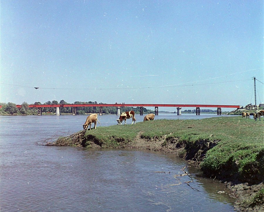 File:Barcs, Somogy megye. Közúti híd újjáépítése a Dráván. Fortepan 94728.jpg