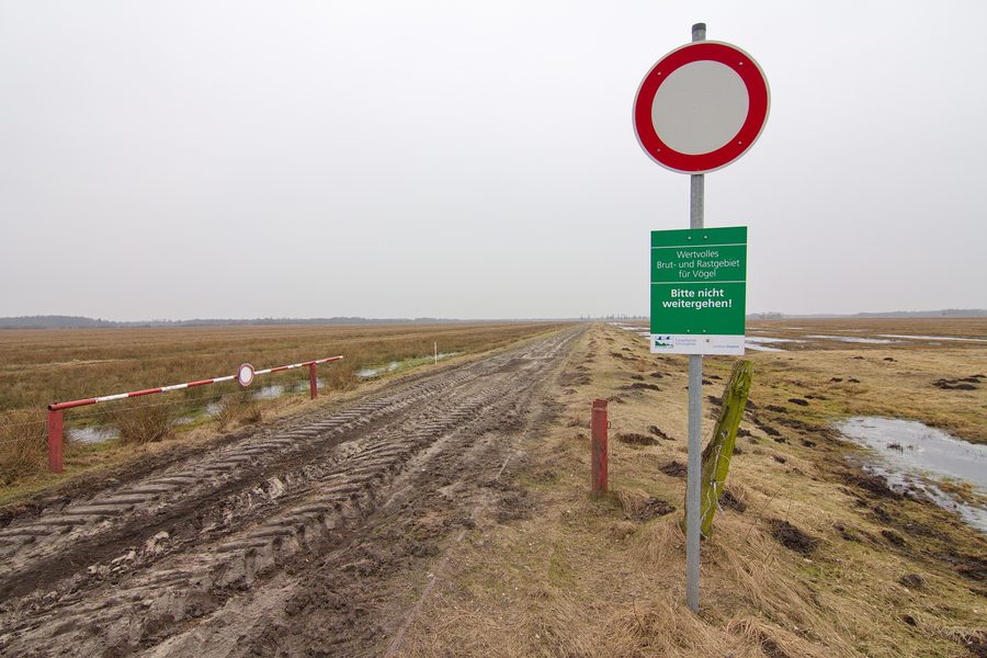 Moorgebiet Wietingsmoor im Naturschutzgebiet Freistätter Moor