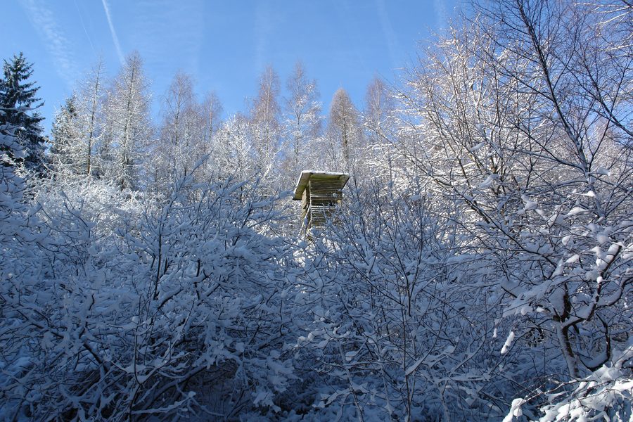 Bewaldete Spessart-Landschaft im Winter nahe Lohr am Main