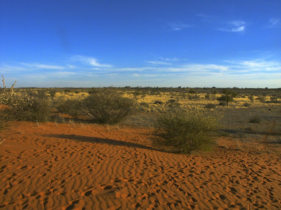 Kalahari-Landschaft in Botswana