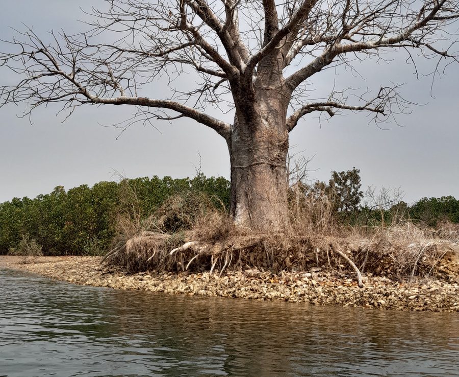 Baumlandschaft im Saloum-Delta