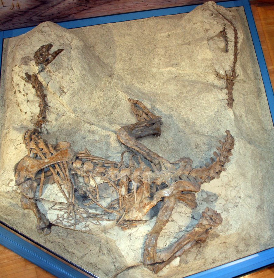 Plateosaurus-Skelett im Sauriermuseum Frick