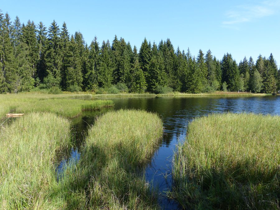 Étang de la Gruère in der Gemeinde Saignelégier im Schweizer Jura