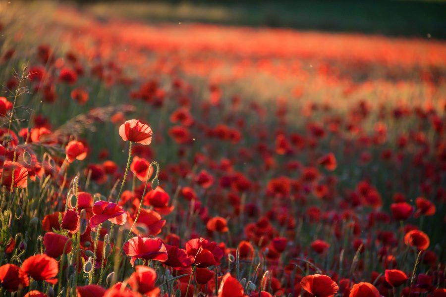 Mohnblumen in der offenen Landschaft von Skåne