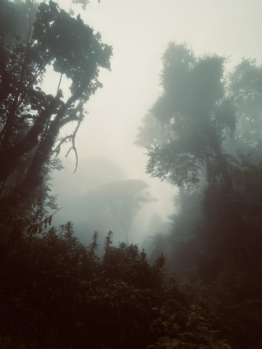 Nebelige Berglandschaft