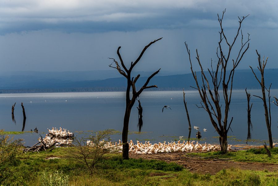 Pelikane am Ufer des Nakuru-Sees in Kenia vor aufziehenden Regenwolken