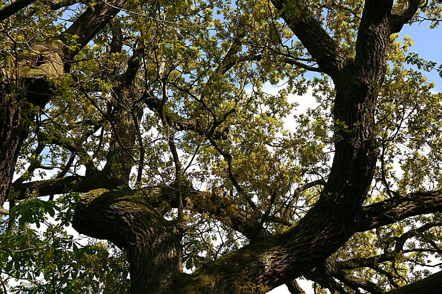Eiche im Naturschutzgebiet Karmelenberg bei Bassenheim