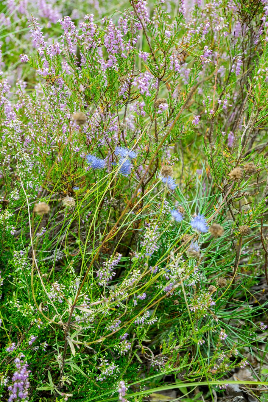 Heideblüte im Augustdorfer Dünenfeld im Kreis Lippe