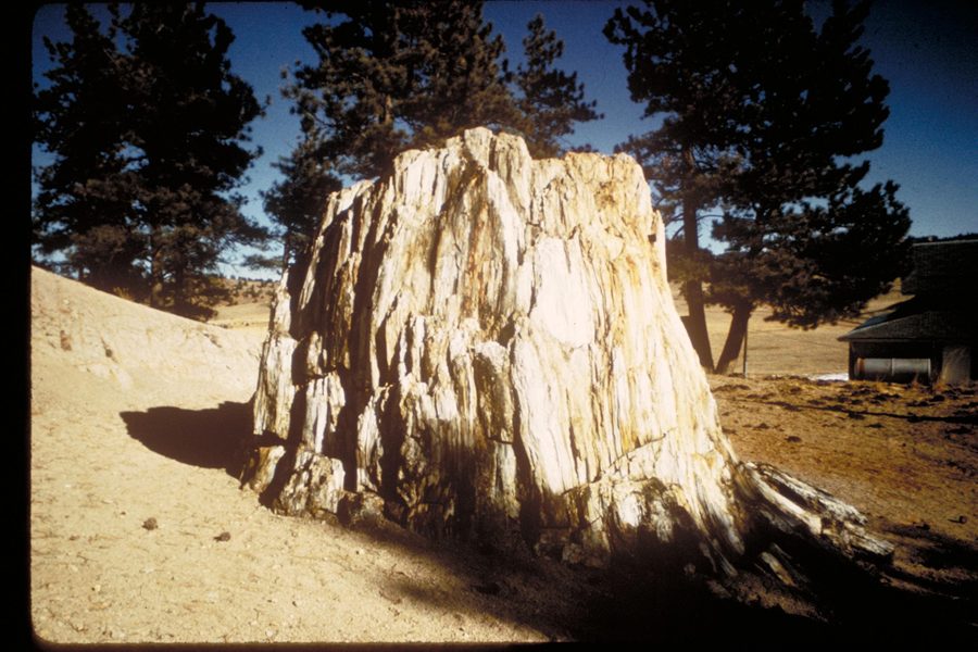 Versteinerter Sequoia-Baumstumpf im Florissant Fossil Beds National Monument