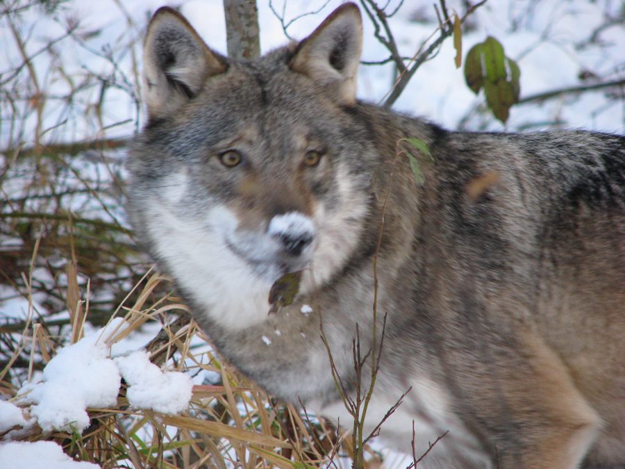 Wolf at Namsskogan Familiepark