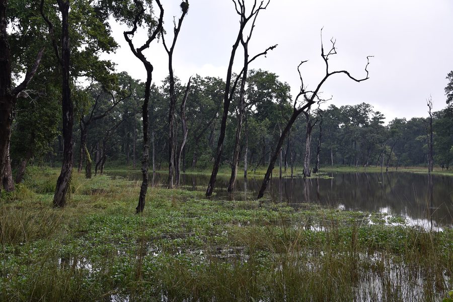 Waldlandschaft im Tiefland von Nepal