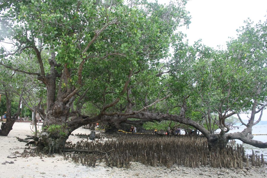 Mangroven an der Sarangani Bay auf Mindanao