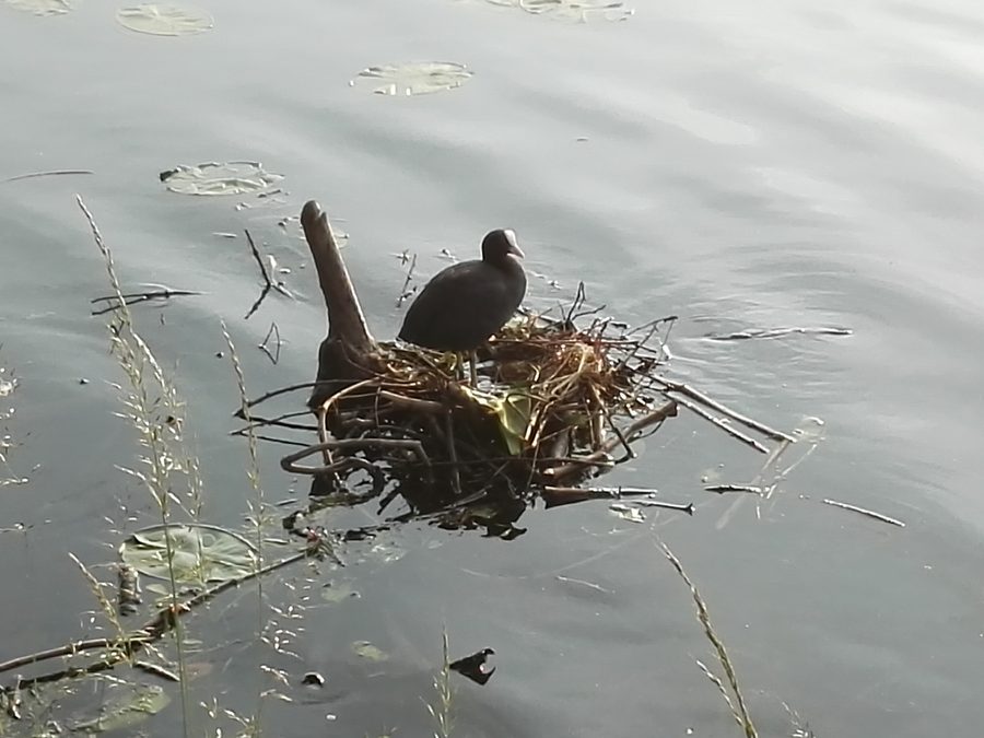 Blässhuhn mit Nest am Baldeneysee in Essen