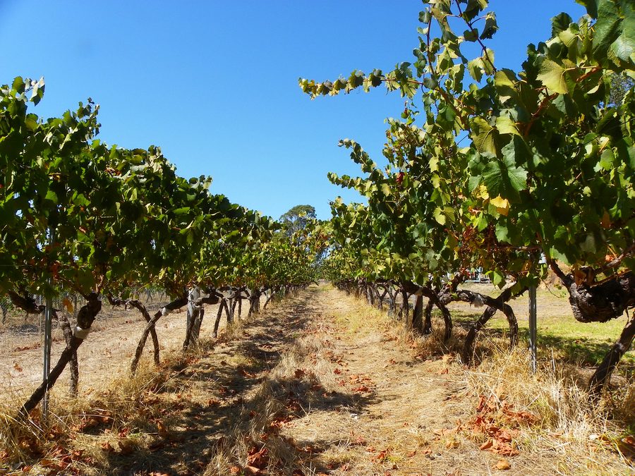Weinberg in Australien