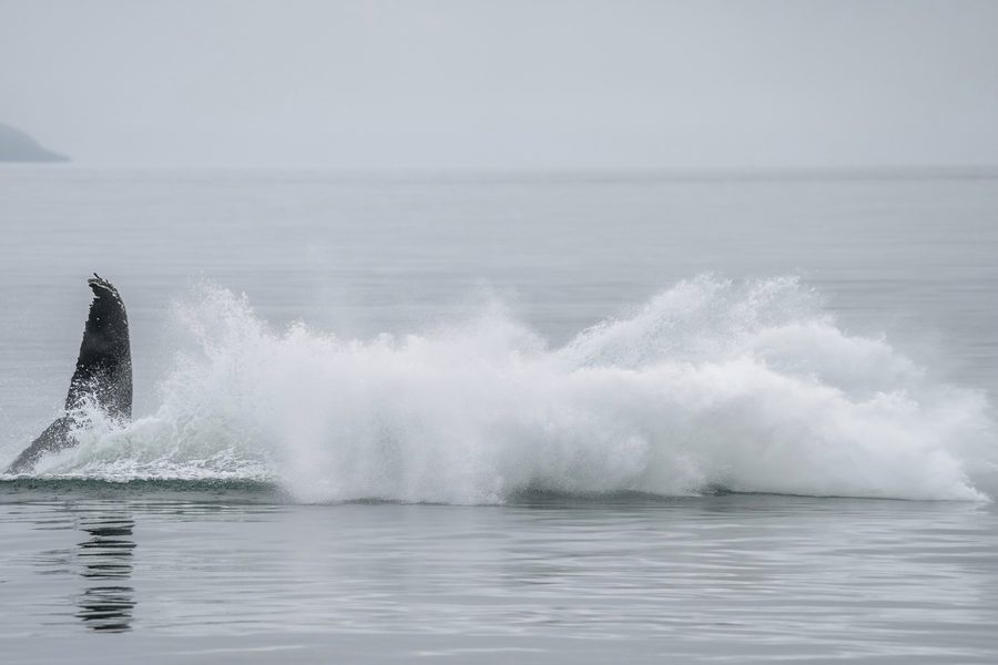 Buckelwal springt vor der Küste Islands aus dem Wasser.