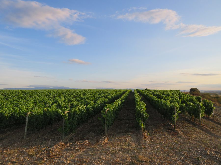 Vineyards in El Calvario, Rodezno, La Rioja