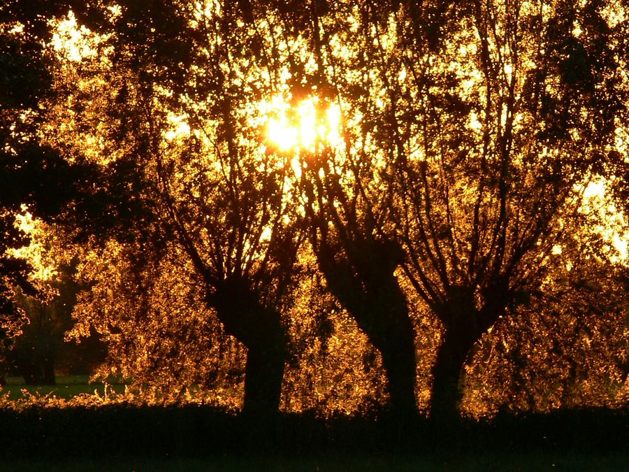 Kopfweiden im Sonnenuntergang in der Landschaft bei Alpen