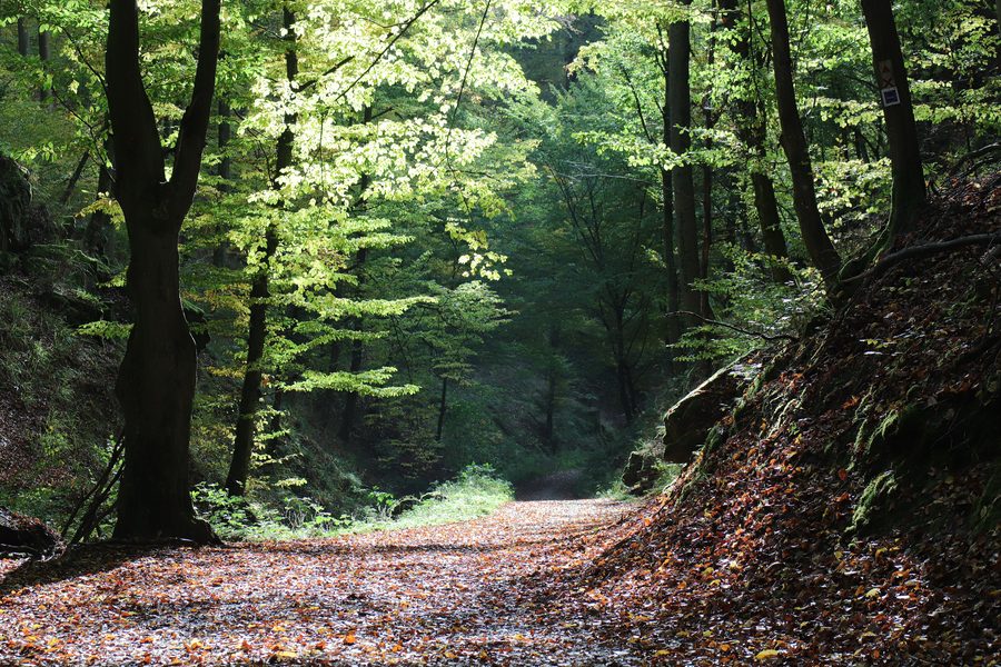 Rückersbacher Schlucht im Naturpark Bayerischer Spessart