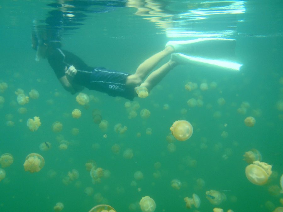 Schnorcheln mit Quallen im Jellyfish Lake auf Palau