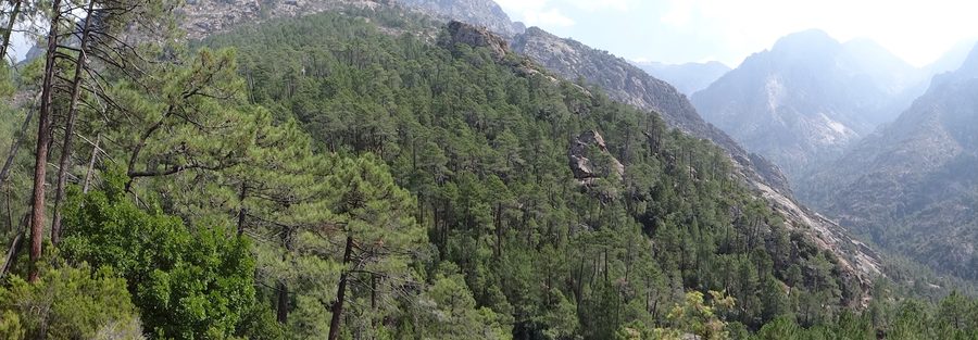 Laricio-Kiefern und maritime Kiefern im Wald von Bonifatu