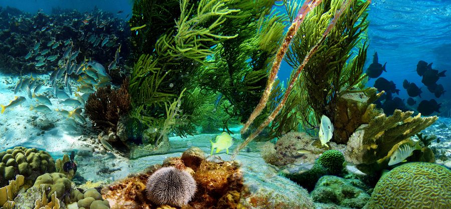 Fische über einem flachen Korallenriff vor Klein Bonaire