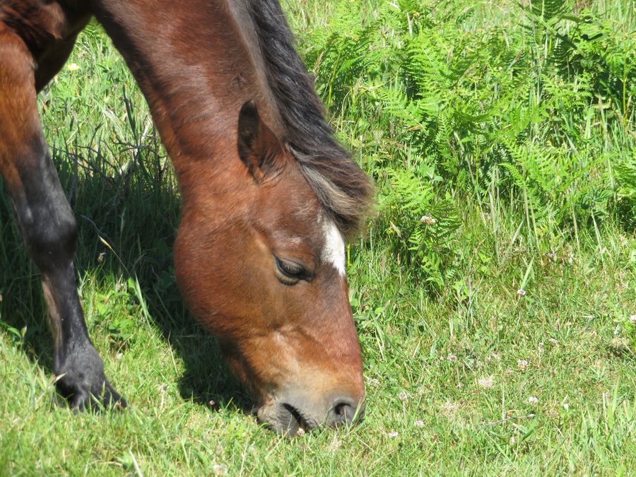 Wilde walisische Pferde auf Morfa Common in Pembrokeshire
