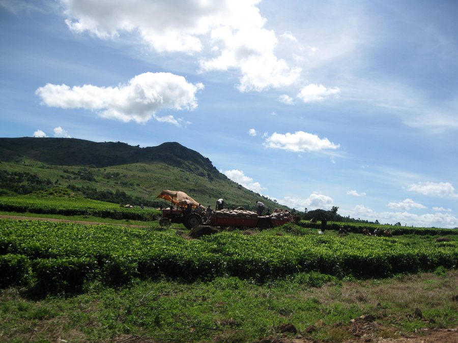 Teeplantage bei Mulanje