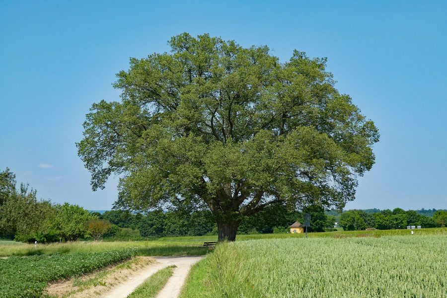 Naturdenkmal Linde an der Straße Richtung Reudern bei Oberboihingen