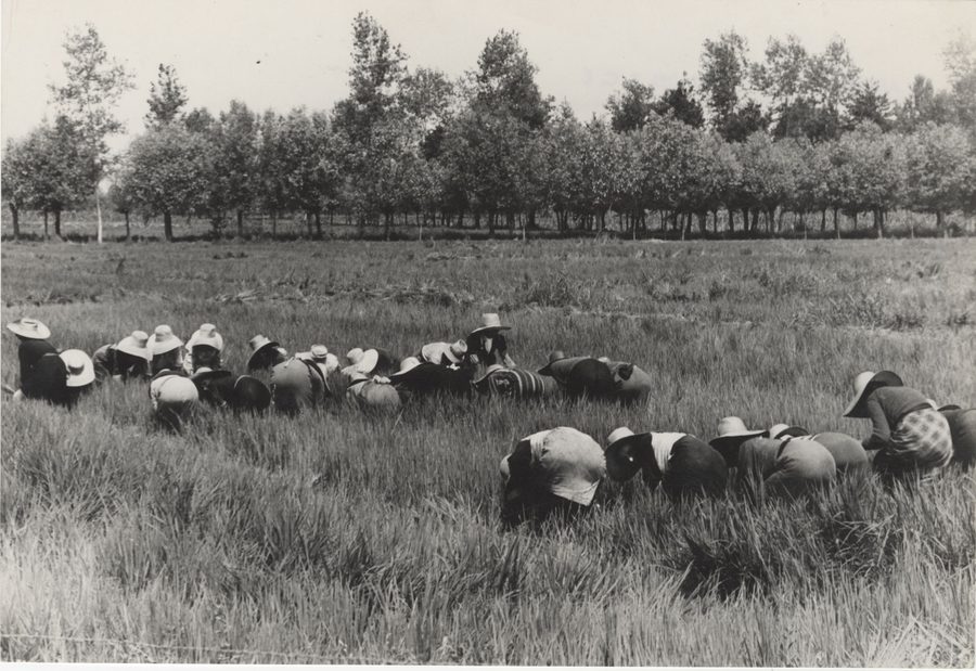 Menschen pflanzen Reissetzlinge auf einem Reisfeld in der Umgebung von Vercelli.